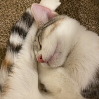 ゆき