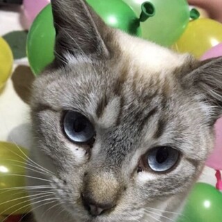 ブルーアイのいけにゃん一磨