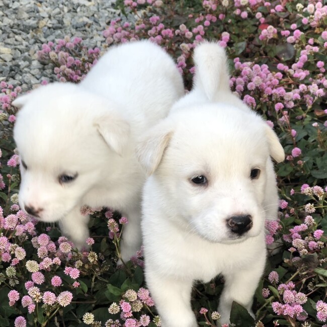 花☆hanaのカバー写真
