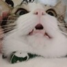 咎