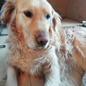 ゴールデンレトリーバーの里親様募集です