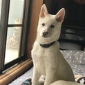 カイリ君★推定4ヶ月の甘えん坊