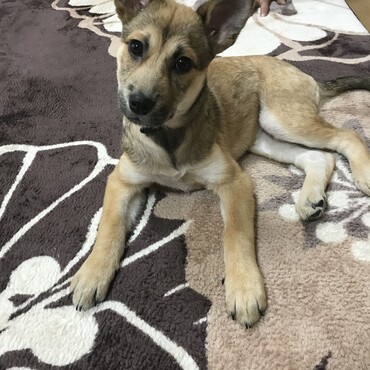 首傾げてなに？って言ってるみたい(^^)