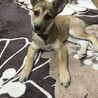 首傾げてなに？って言ってるみたい(^^)