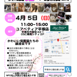 【開催中止】保護猫の譲渡会