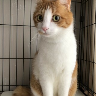 【急募】穏やかで優しい茶白の男の子