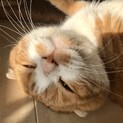 置いてきぼりのスコティッシュ【推定8歳】