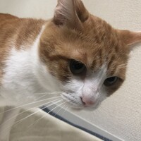 ふわり