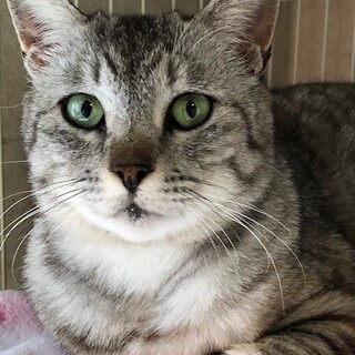 穏やかで優しいまん丸の女の子　なつちゃん