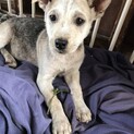 生後2か月仔犬 女の子