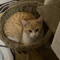 兄弟猫です！仲良しなのでできれば2匹一緒に！