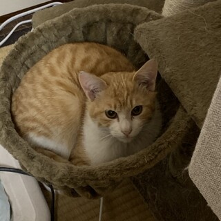 兄弟猫です！仲良しなのでできれば2匹一緒に！