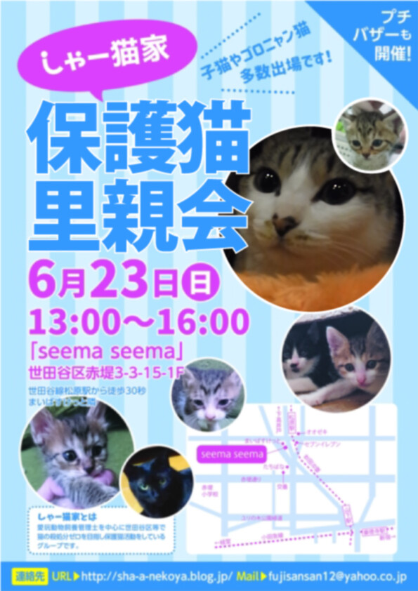 しゃー猫家ねこ譲渡会 シャーねこ家のイベント 7351 ペットのおうち 月間利用者150万人