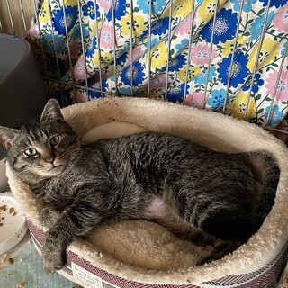 白血病の妖精サン　甘えん方の最中（もなか）ちゃん