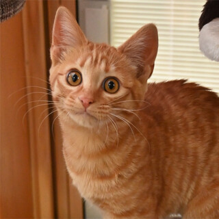 やんちゃ盛りの茶トラ（きれいなタビー柄）ボクです