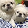ゆきちほさん