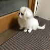福くん4か月!  お母さんの帰りを待ってます