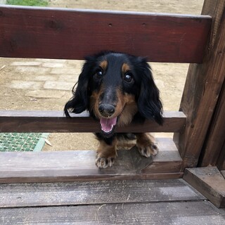 可愛がっていただける方募集です。