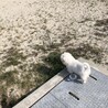 福くん!初めての砂浜にたじろぐ