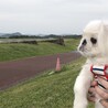 福くん! 離陸する飛行機を鑑賞中