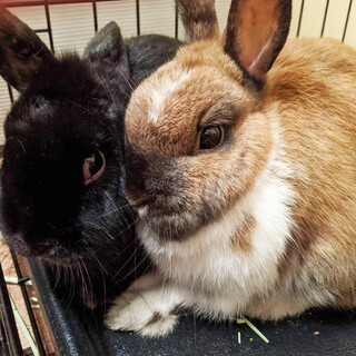 ネザーランドドワーフ　仲良し2羽　里親募集中です