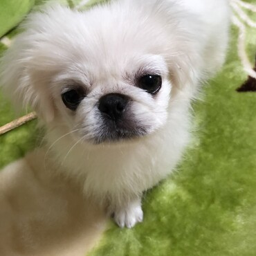 福くんに　妹ができました！　幸ちゃんです