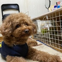 マロ