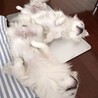 イビキも　セッション！