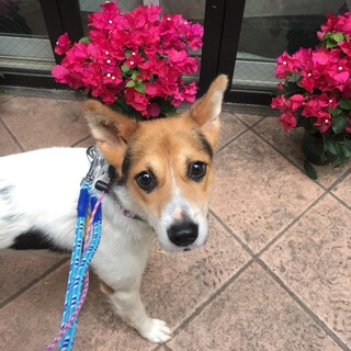 新しい家族ができました！（シーナ）