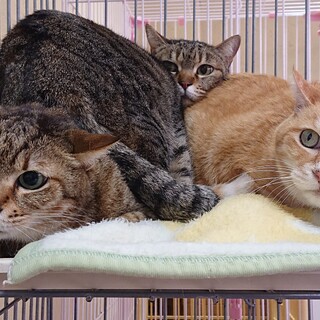【感謝】繋がります！飼主の身内持込シニア期の残３匹