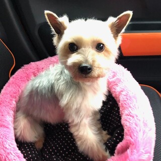 正式譲渡になりました