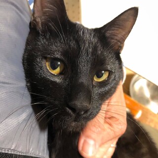 スリゴロの甘えっ子男子アラちゃん