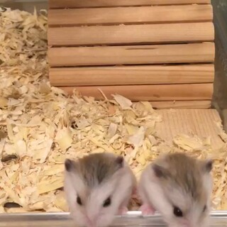 ロボロフスキー　ブラウンパイド里親募集