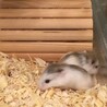 ロボロフスキー　ブラウンパイド里親募集 サムネイル2