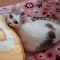 白キジぴいちゃん　手術済女の子　一旦募集停止