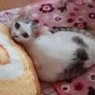 白キジぴいちゃん　手術済女の子　一旦募集停止