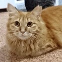 茶トラ長毛美猫姉妹(家猫修行中)