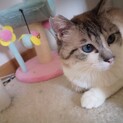パステル白キジ・ブルーアイ男の子　一旦募集停止