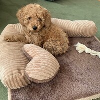 むぎ