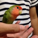 コザクラインコ　
