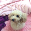 トイプードル(タイニーサイズ)1歳♀