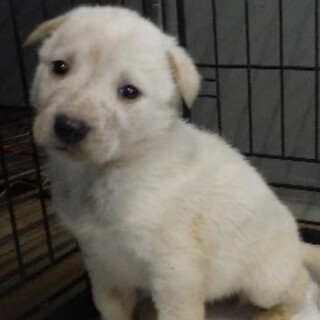 里親様に迎えられました。子犬♀384