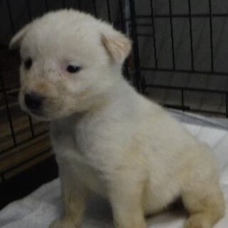 里親様に迎えられました。子犬♀385