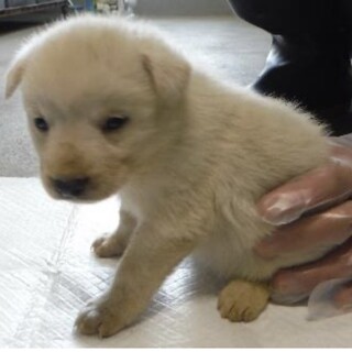 里親様に迎えられました。子犬♂386