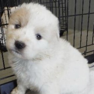 里親様に迎えられました。子犬♂387