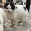 毛並みフワフワ