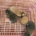 ネザー　仔ウサギ　3羽　里親募集