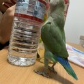 コザクラインコ