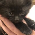 生後1ヶ月、クリクリおめめの4兄弟です。