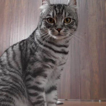 ペットカメラより。